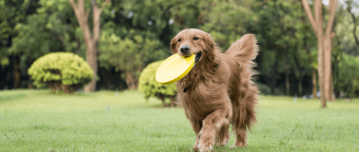 Sport pour chien